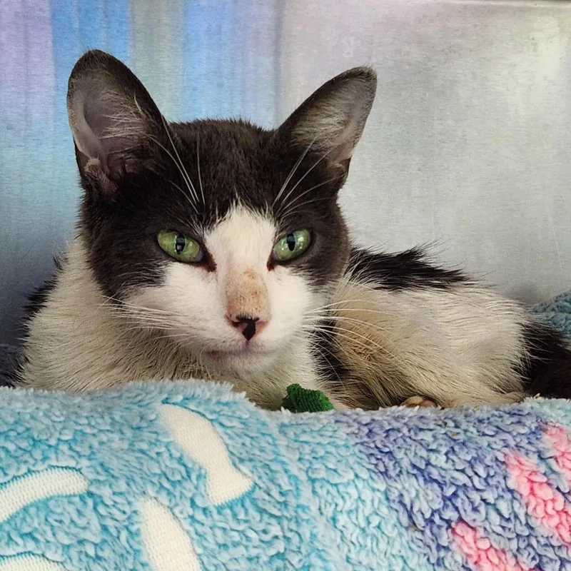 An adult medium-sized female Gray / Blue / Silver Domestic Short Hair cat named Scrafty for adoption in Grand Rapids, MI