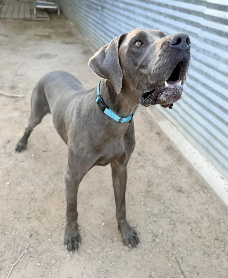 An adult extra large-sized male Great Dane dog named Stealth for adoption in Windsor, CO