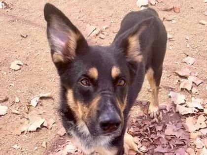 An adult medium-sized male Bicolor Mixed Breed dog named Kenny for adoption in Georgetown, TX