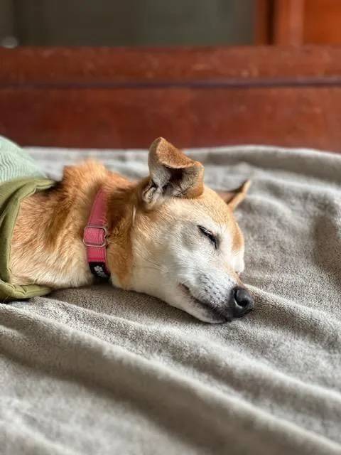 Medical Hold Deedee