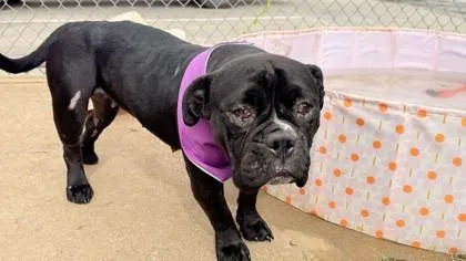 An adult medium-sized female English Bulldog dog named Lemon for adoption in Balch Springs, TX