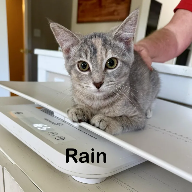 Rain