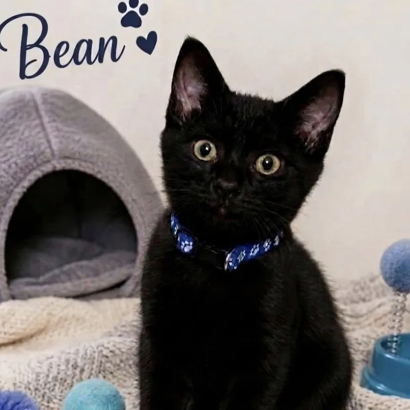 A baby small-sized male Black Domestic Short Hair cat named Bean for adoption in Lutz, FL