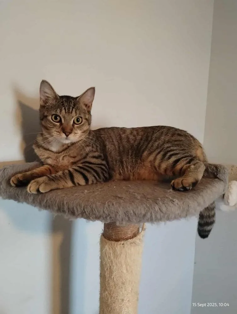 Rikki Tikki Tavi thumbnail 3