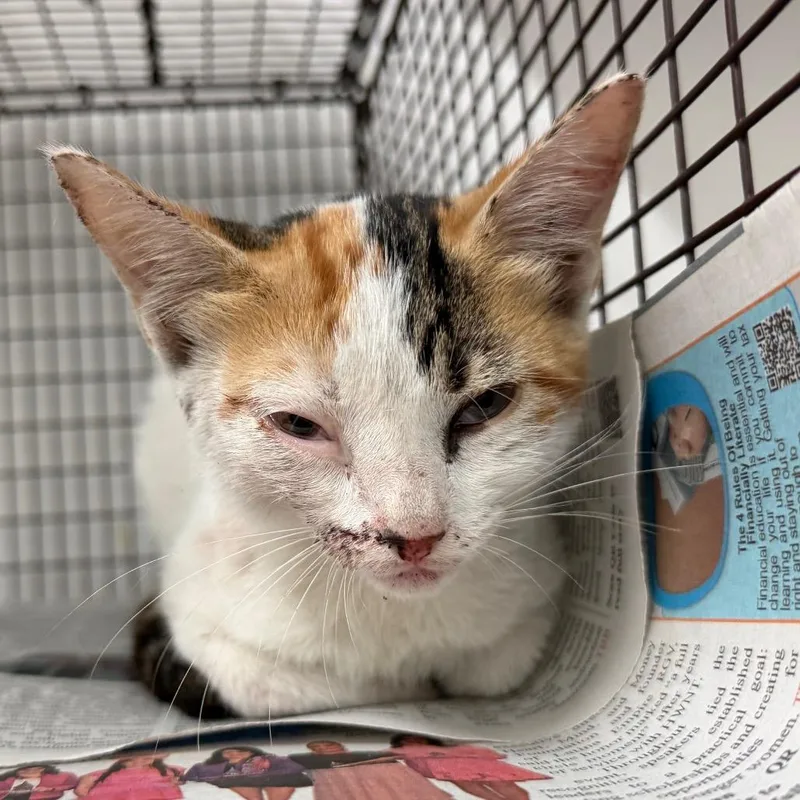 A baby small-sized female White Domestic Short Hair cat named McKenna for adoption in Edinburg, TX