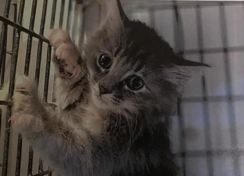 Ali