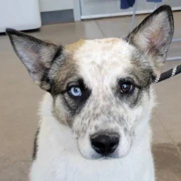 An adult medium-sized female Brindle Mixed Breed dog named Snowcone for adoption in Las Cruces, NM