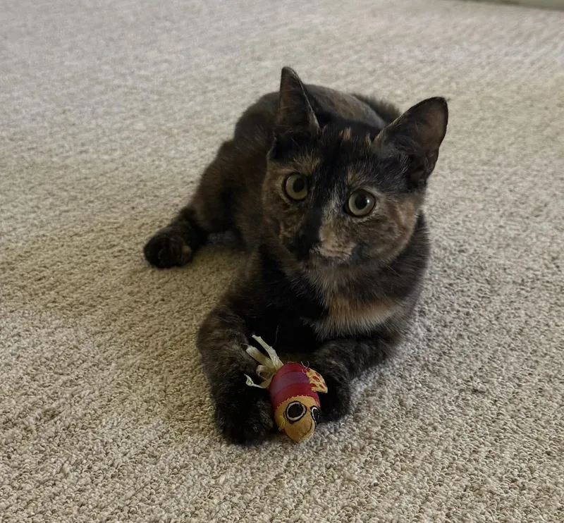 A young medium-sized female Tortoiseshell cat named Tortie for adoption in DeLand, FL