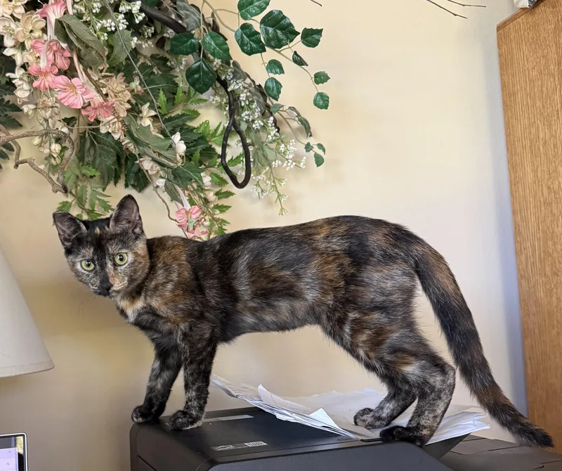 Tortie thumbnail 3