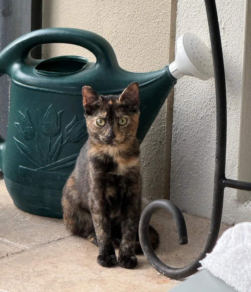 Tortie thumbnail 4