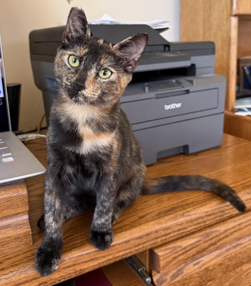 Tortie thumbnail 5