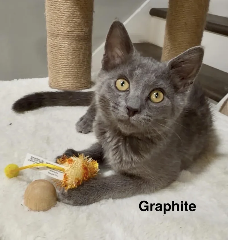 A baby medium-sized male Gray / Blue / Silver Domestic Short Hair cat named Graphite for adoption in Oakley, CA