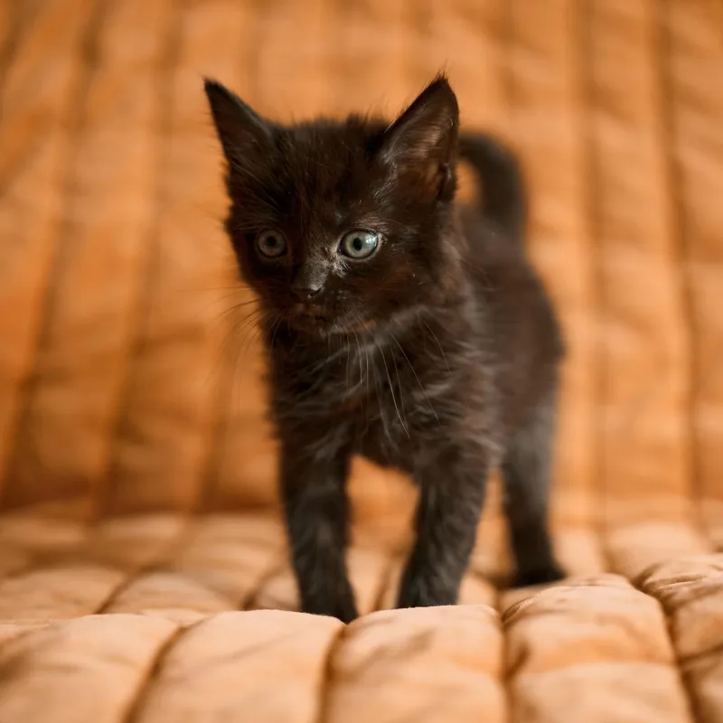 A baby small-sized female Black Domestic Medium Hair cat named Lemon for adoption in Charlotte, NC