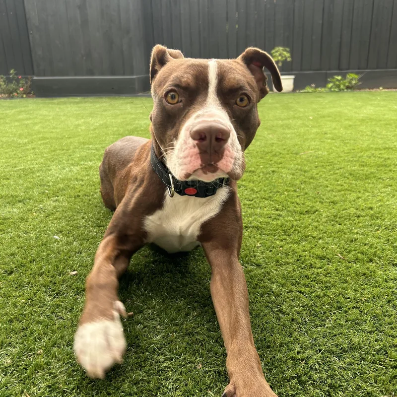 An adult medium-sized male Brown / Chocolate American Staffordshire Terrier dog named Browny for adoption in Houston, TX