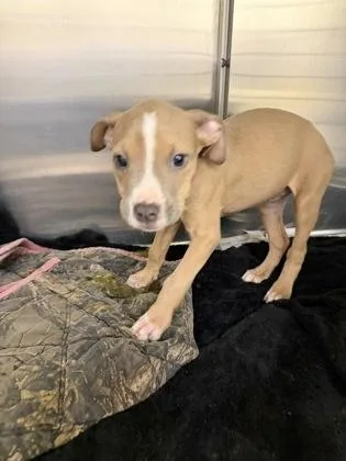 A baby small-sized female Pit Bull Terrier dog named Jelly for adoption in Westland, MI