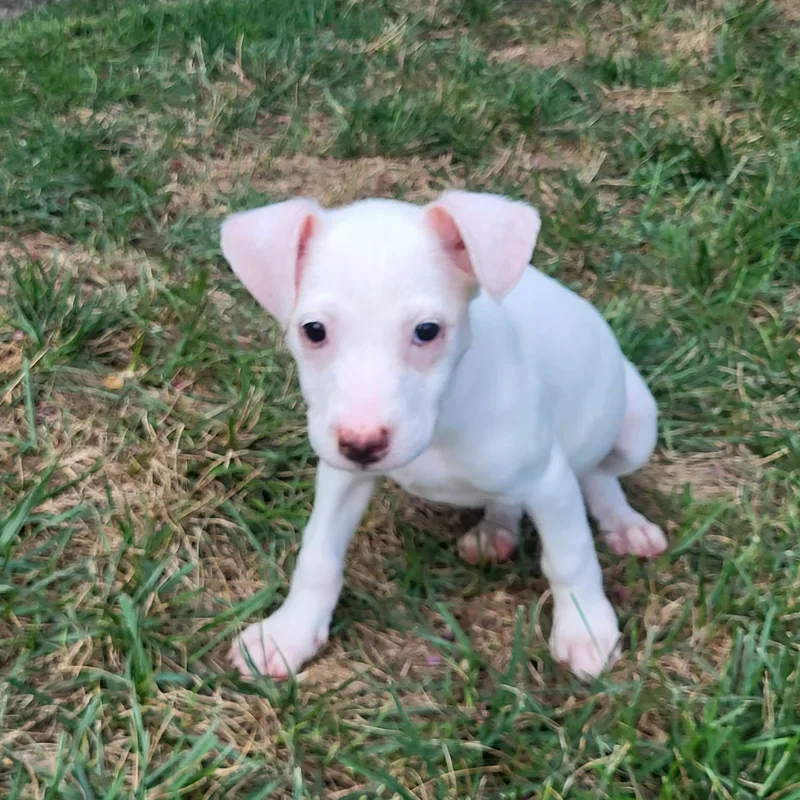 Scout
