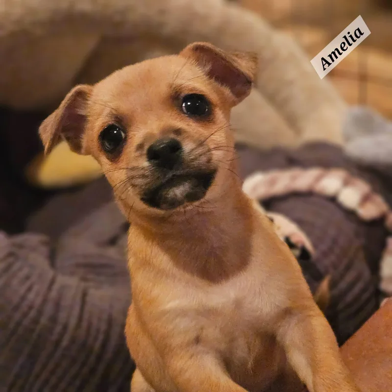 A baby small-sized female Yellow / Tan / Blond / Fawn Chihuahua dog named Amelia for adoption in Lafayette, CA