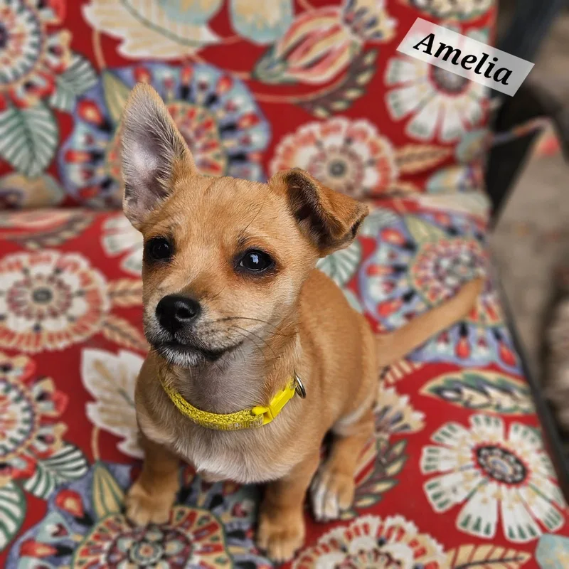 Amelia thumbnail 4