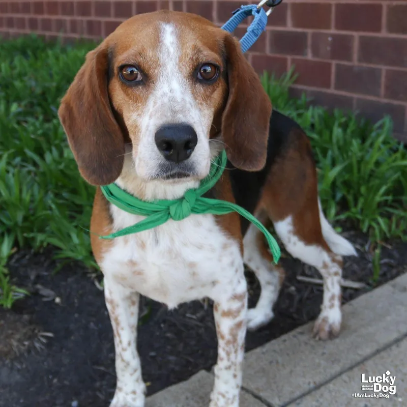 An adult medium-sized male Beagle dog named Colby for adoption in Washington, DC