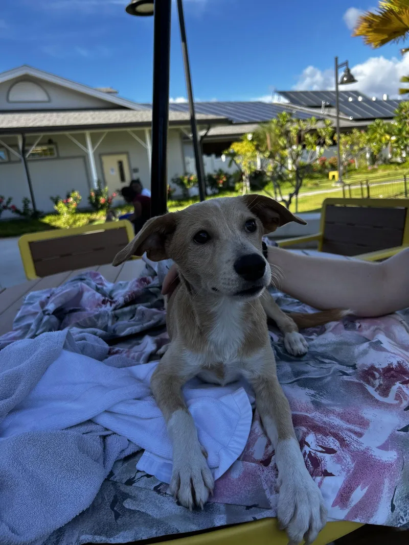 An adult medium-sized male Labrador Retriever dog named Negan for adoption in Woodland, CA