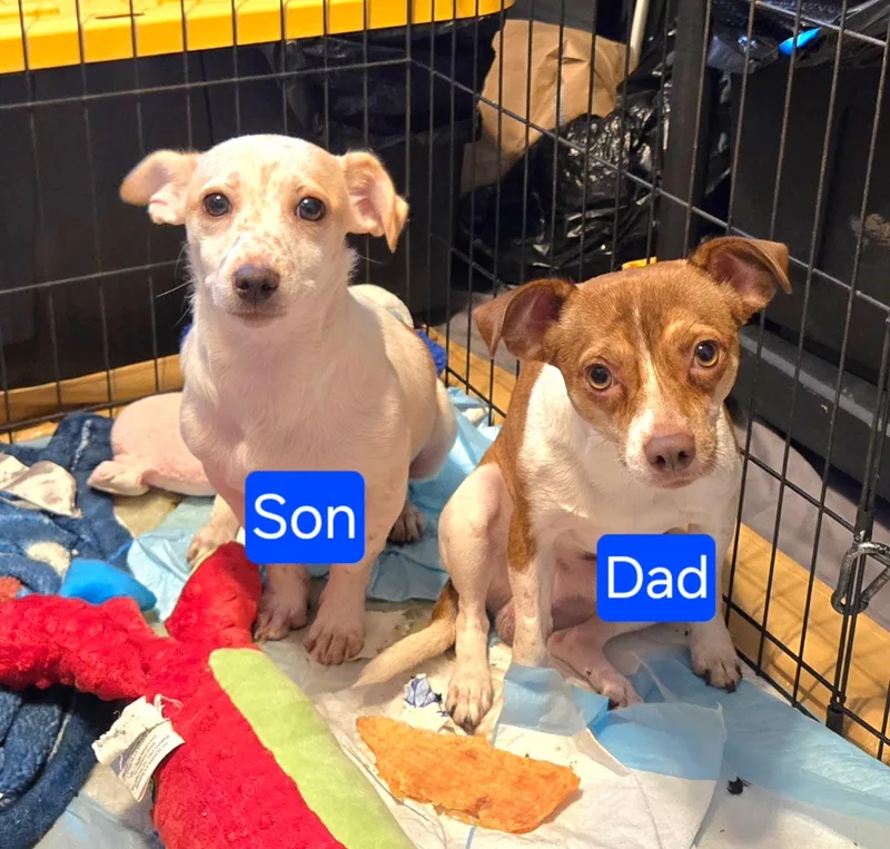 Father and Son thumbnail 2