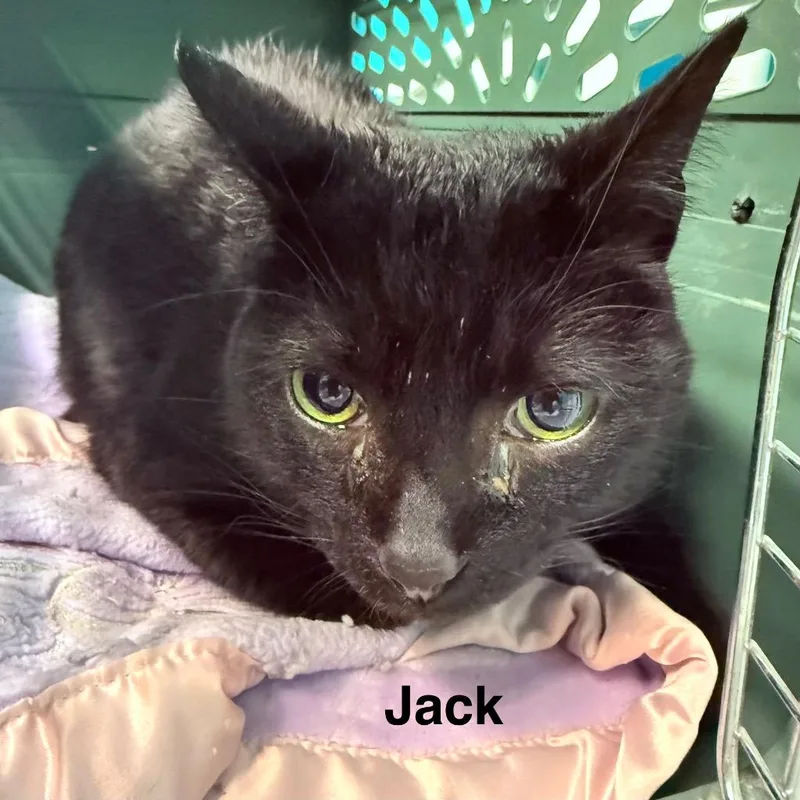A senior large-sized male Domestic Short Hair cat named Jack for adoption in Utica, MI