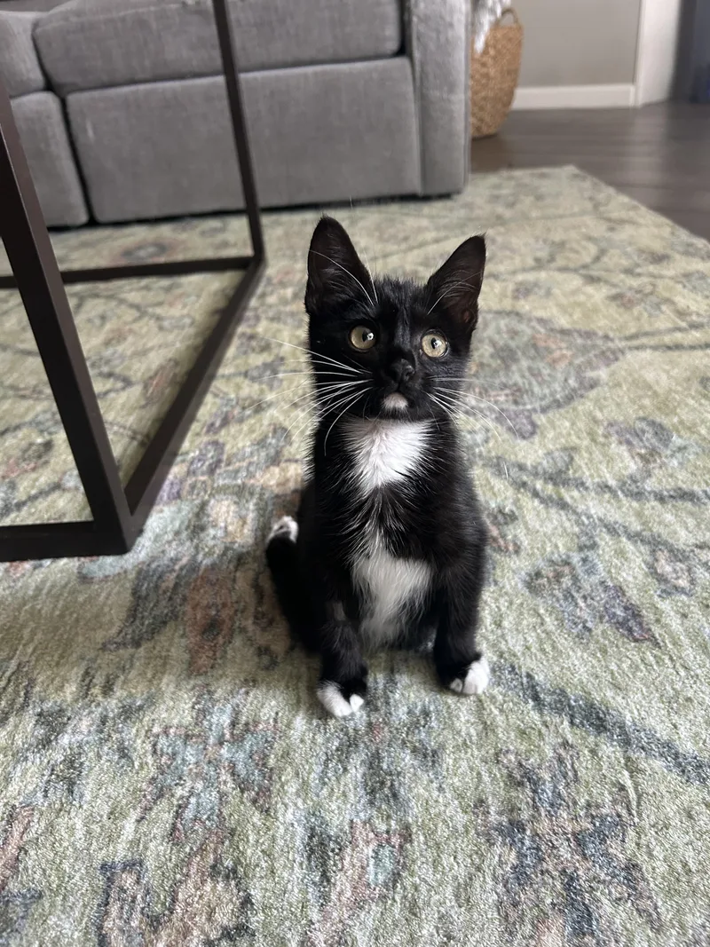 A baby small-sized female Black & White / Tuxedo Domestic Short Hair cat named Pippa for adoption in Houston, TX