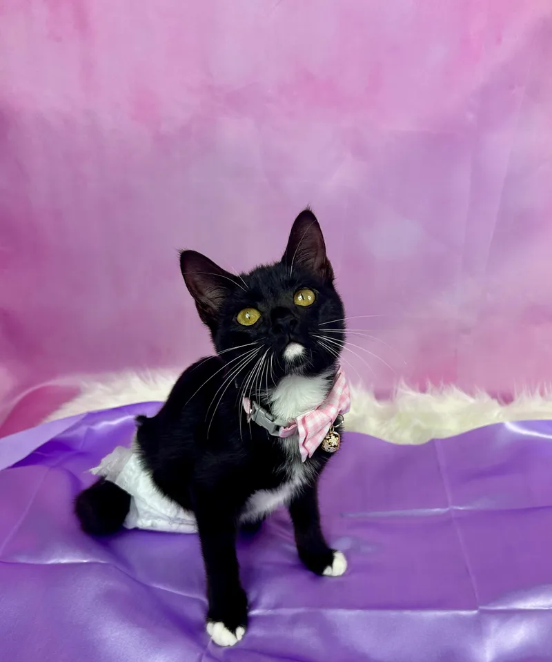 Pippa thumbnail 3