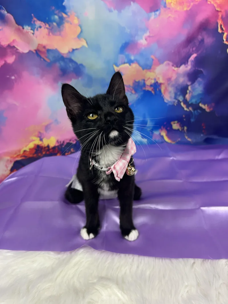 Pippa thumbnail 4