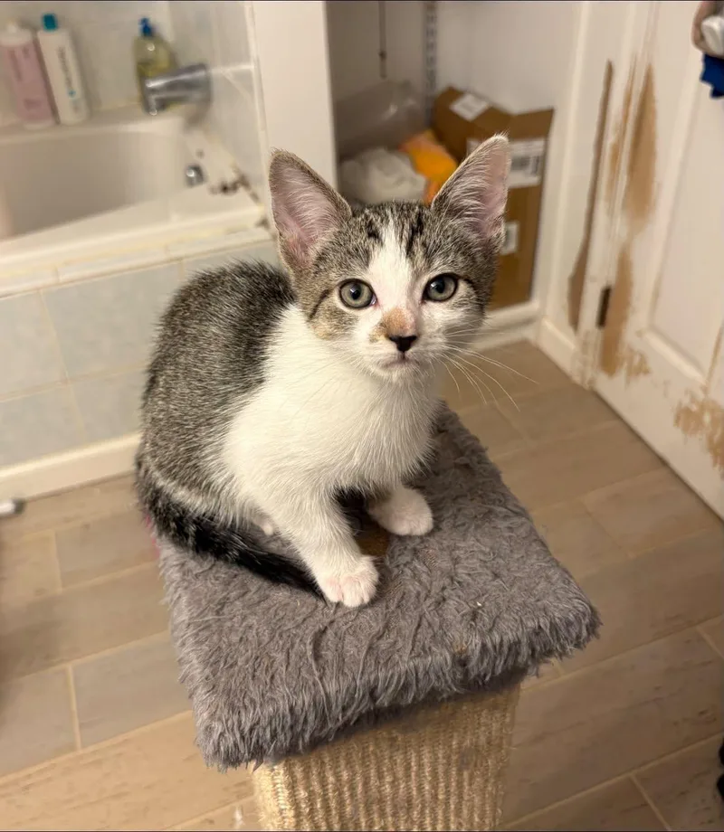 A baby medium-sized female Domestic Short Hair cat named Judy for adoption in Chesapeake Beach, MD