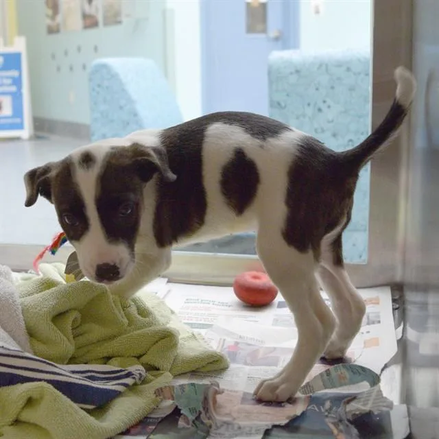 A baby small-sized female Pointer dog named Barbara for adoption in St. Louis, MO