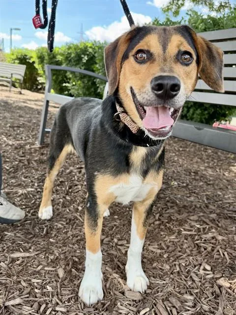 A young medium-sized male Beagle dog named Bacon for adoption in Olivette, MO