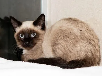 A baby small-sized female Domestic Short Hair cat named Taziana for adoption in Longmont, CO