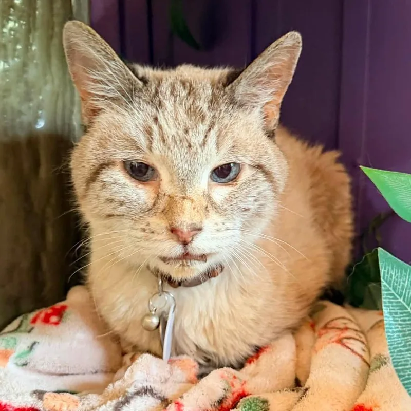 A senior medium-sized male Domestic Short Hair cat named Willy for adoption in Ramona, CA