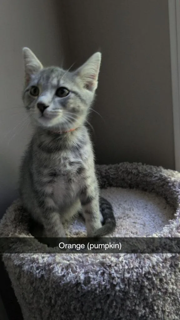A baby medium-sized male Domestic Short Hair cat named Orange for adoption in Johnson City, TN