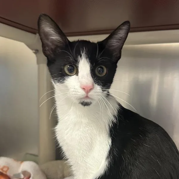 A baby medium-sized female Domestic Short Hair cat named Lindblad for adoption in Walnut Creek, CA
