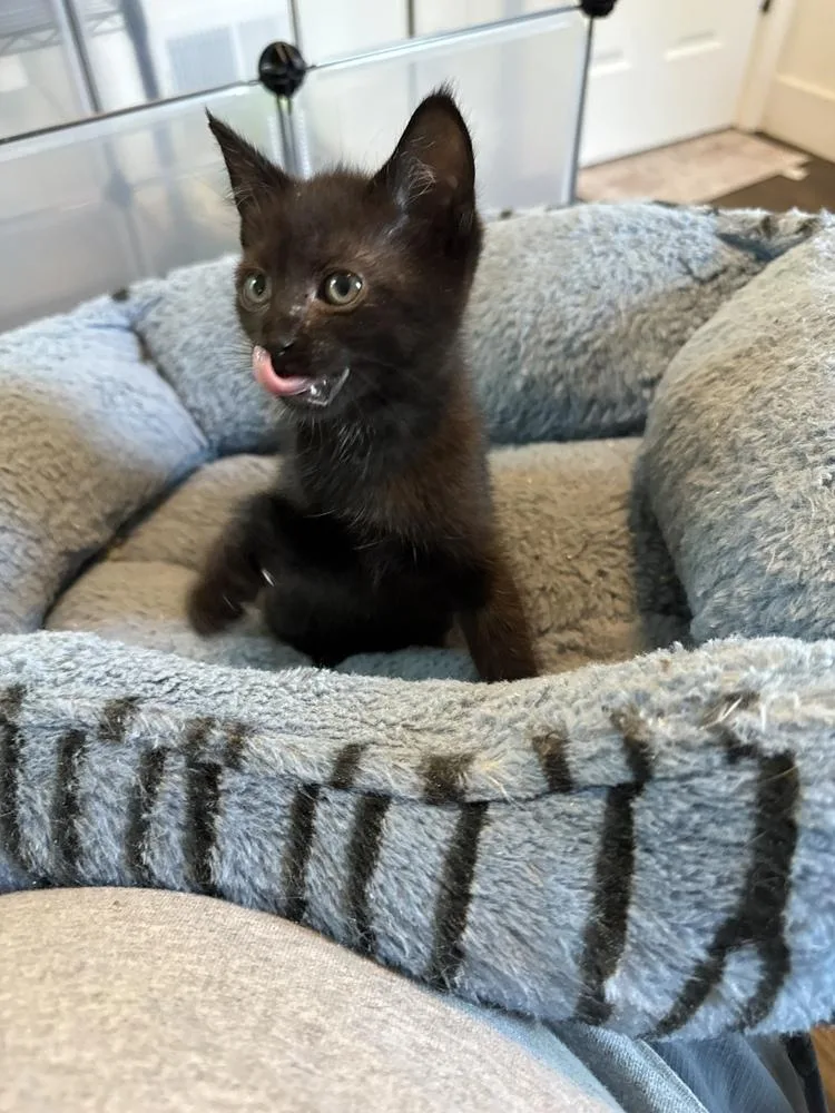 A baby small-sized male Domestic Short Hair cat named Ladle for adoption in Oak Park, MI