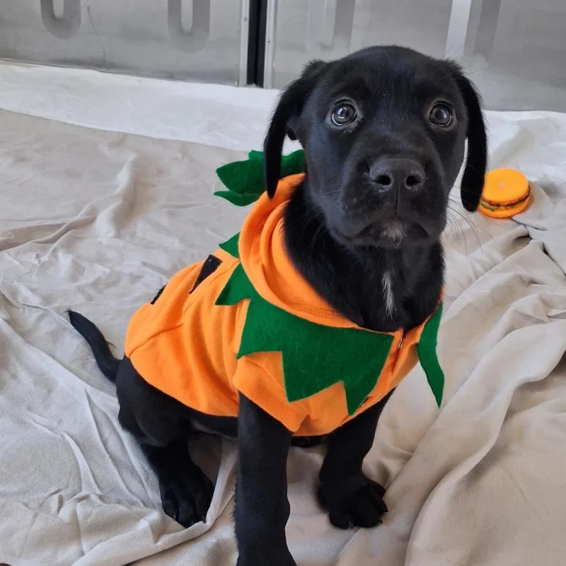 A baby medium-sized male Black Catahoula Leopard Dog named Bayou for adoption in Freeport, FL
