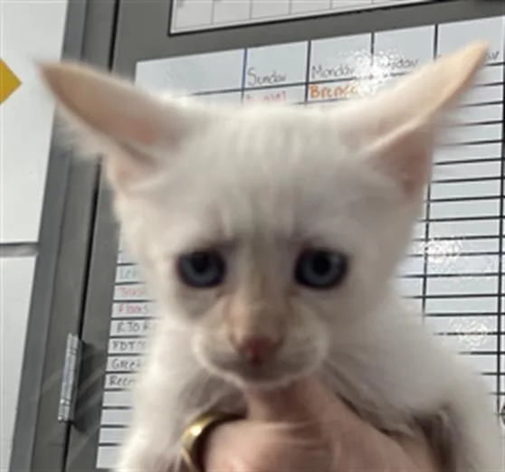 A baby medium-sized male Domestic Short Hair cat named Artemis for adoption in Dallas, TX