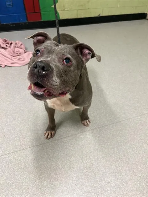 An adult medium-sized female Pit Bull Terrier dog named Monkee for adoption in Indianapolis, IN