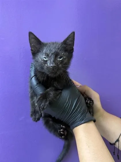 A baby small-sized male Black Domestic Short Hair cat named 61125859 for adoption in El Paso, TX