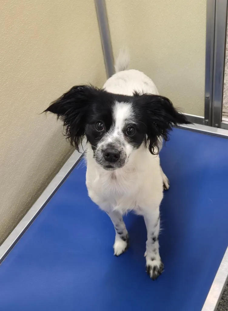 A young small-sized female Terrier dog named Jazzy for adoption in Athens, TN