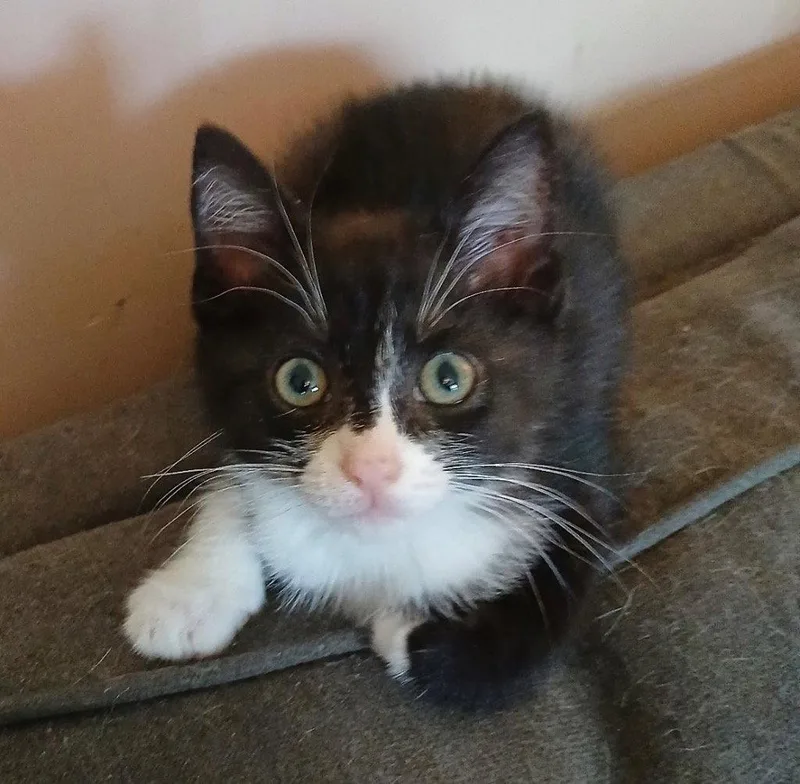 A baby medium-sized male Domestic Short Hair cat named Luke for adoption in Cromwell, KY
