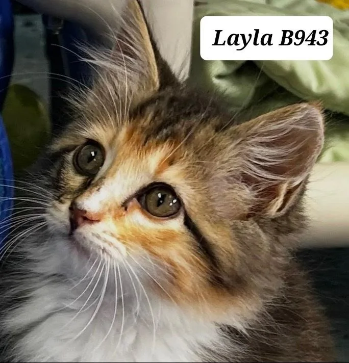 A baby medium-sized female Tortoiseshell Domestic Long Hair cat named Layla for adoption in Morganton, NC