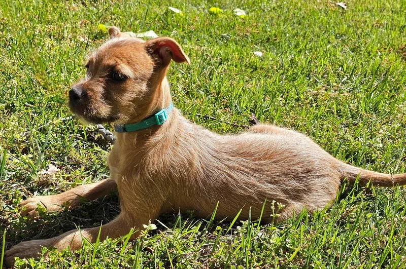 A baby small-sized female Chihuahua dog named Puppy Evangeline for adoption in Franklin, TN