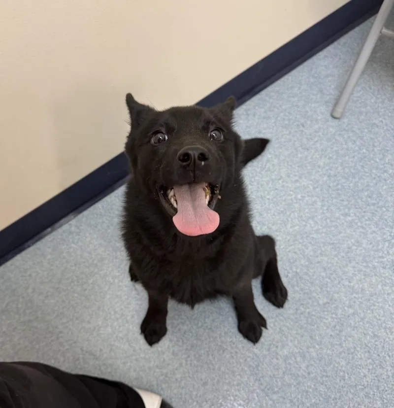 A baby medium-sized female Schipperke dog named Aurora for adoption in Portland, IN