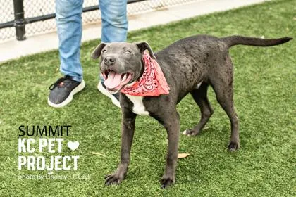 An adult large-sized male Gray / Blue / Silver Pit Bull Terrier dog named Summit for adoption in Kansas City, MO