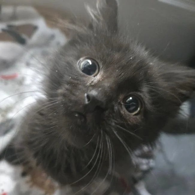 A baby small-sized male Black Domestic Long Hair cat named Zambrano for adoption in Sioux Falls, SD