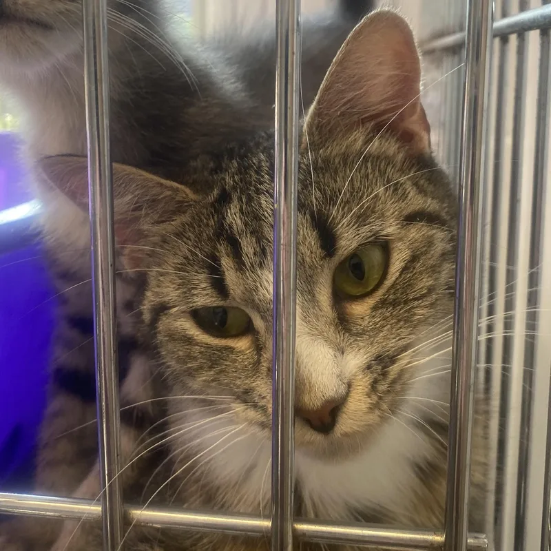 A young medium-sized female Tabby (Buff / Tan / Fawn) Tabby cat named Karen for adoption in King George, VA