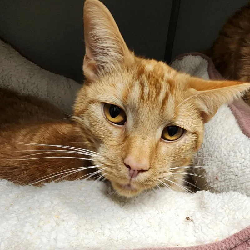 An adult medium-sized male Orange / Red Domestic Short Hair cat named Cannoli for adoption in Columbus, NC